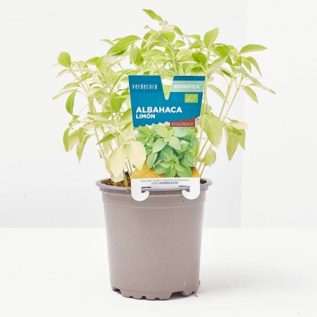 ALBAHACA LIMÓN MACETA 11CM VERDECORA