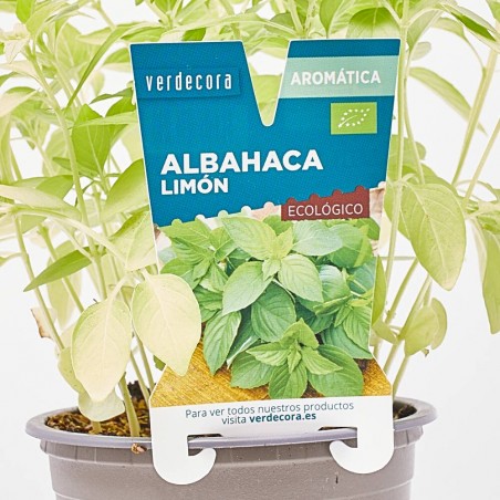 ALBAHACA LIMÓN MACETA 11CM VERDECORA
