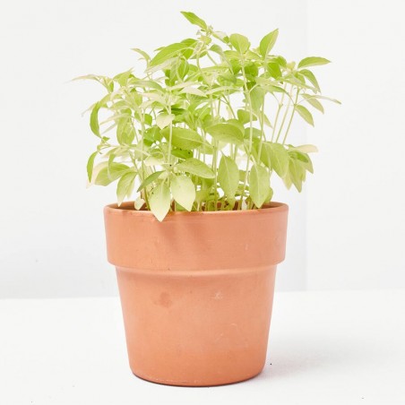 ALBAHACA LIMÓN MACETA 11CM VERDECORA