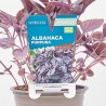 ALBAHACA PÚRPURA MACETA 11CM VERDECORA