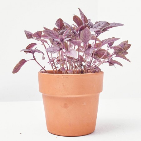 ALBAHACA PÚRPURA MACETA 11CM VERDECORA