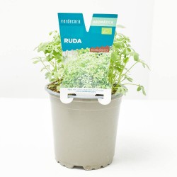 RUDA MACETA 11CM VERDECORA