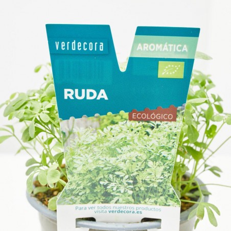 RUDA MACETA 11CM VERDECORA