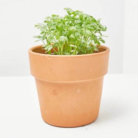 RUDA MACETA 11CM VERDECORA