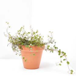 MUEHLENBECKIA MACETA 13CM