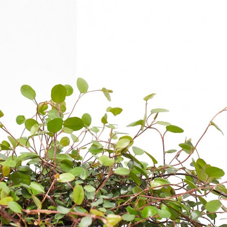 MUEHLENBECKIA MACETA 13CM