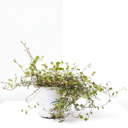 MUEHLENBECKIA MACETA 13CM