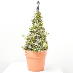 HIEDRA PIRÁMIDE MACETA 5L