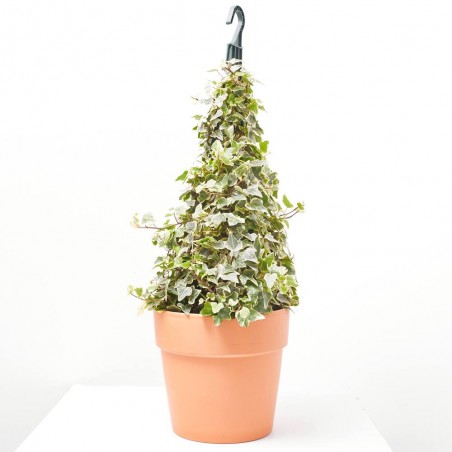 HIEDRA PIRÁMIDE MACETA 5L