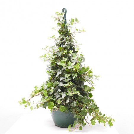 HIEDRA PIRÁMIDE MACETA 5L