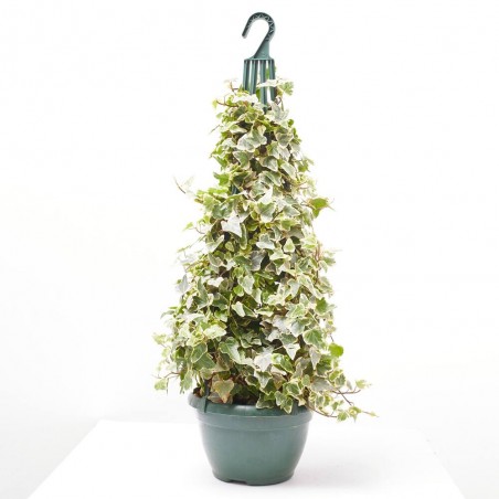 HIEDRA PIRÁMIDE MACETA 5L