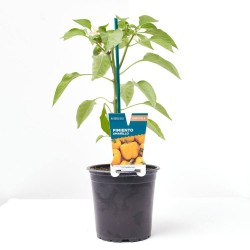 PIMIENTO AMARILLO MACETA 13CM VERDECORA