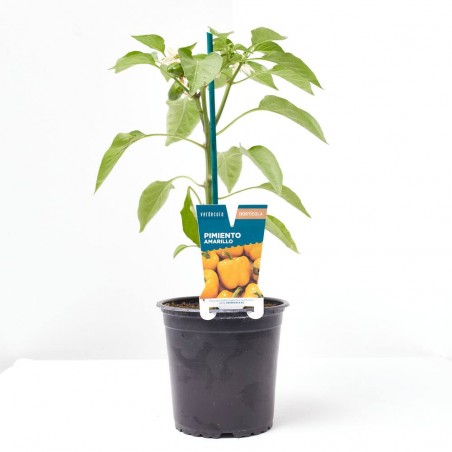 PIMIENTO AMARILLO MACETA 13CM VERDECORA