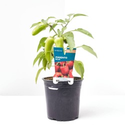 PIMIENTO ROJO MACETA 13CM VERDECORA