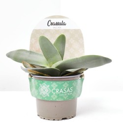 CRASSULA FALCATA MACETA 13CM