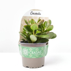 CRASSULA OVATA M-13 