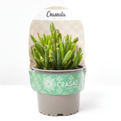 CRASSULA HORNTREE M-13