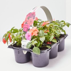 ALEGRÍA BANDEJA 6UDS