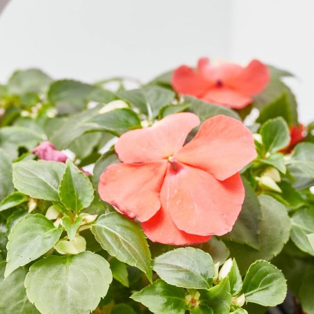 ALEGRÍA BANDEJA 6UDS