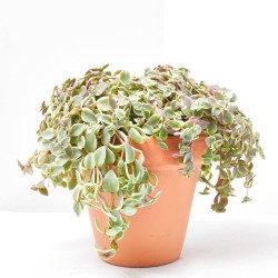 CRASSULA EXTERIOR 17CM