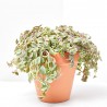 CRASSULA EXTERIOR 17CM