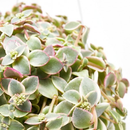 CRASSULA EXTERIOR 17CM