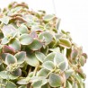 CRASSULA EXTERIOR 17CM