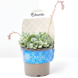 ECHEVERIA ELEGANCE MACETA 13CM 