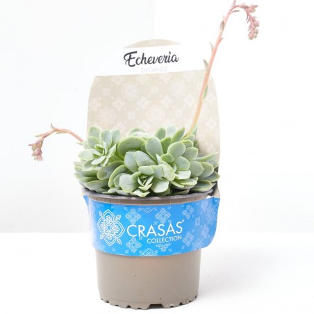 ECHEVERIA ELEGANCE MACETA 13CM 