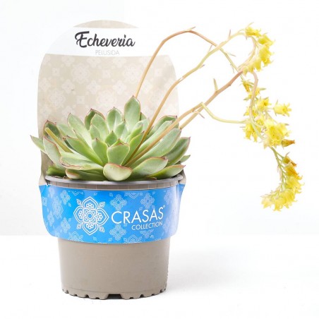 ECHEVERIA PELUSIDA M-13