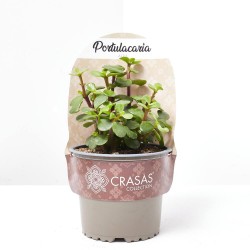 PORTULACARIA  AFRA MACETA 13CM