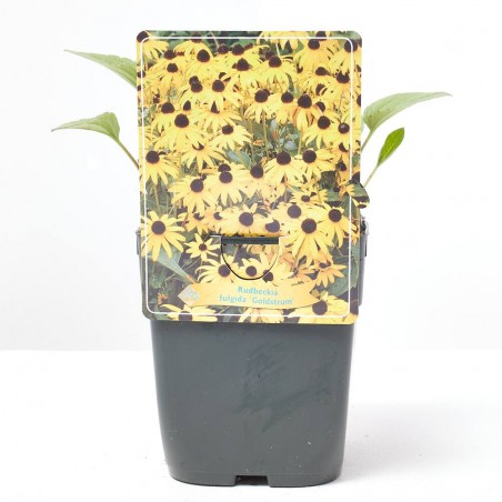 RUDBECKIA GOLDSTRUM  MACETA 11X11CM