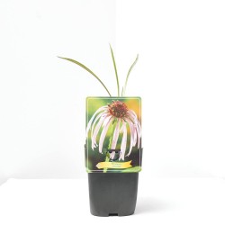 ECHINACEA PURPUREA MACETA 11X11CM 