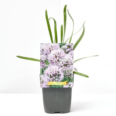 ALLIUM MACETA 11X11CM