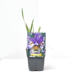 IRIS PENNYWHISTLE  MACETA 11X11CM