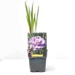 IRIS SIBIRICA MACETA 11X11CM