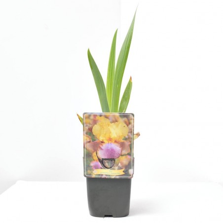 IRIS GERMANICA MACETA 11X11CM
