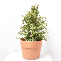 PORTULACARIA PIRÁMIDE MACETA 20CM