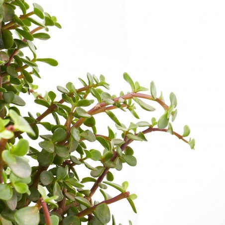 PORTULACARIA PIRÁMIDE MACETA 20CM