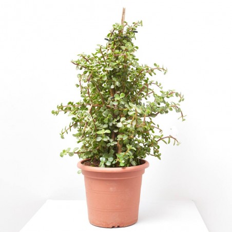 PORTULACARIA PIRÁMIDE MACETA 20CM