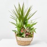 COMPOSICION PLANTAS TONOS ROJOS BASE YUTE D21