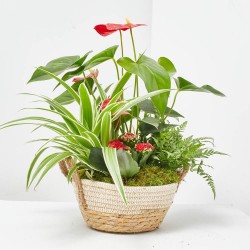 COMPOSICION PLANTAS ANTHURIUM ROJO BASE YUTE D21