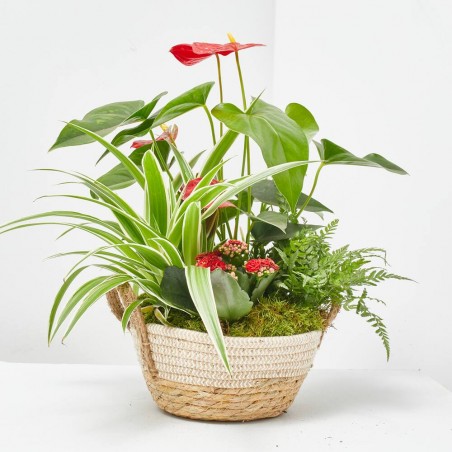 COMPOSICION PLANTAS ANTHURIUM ROJO BASE YUTE D21