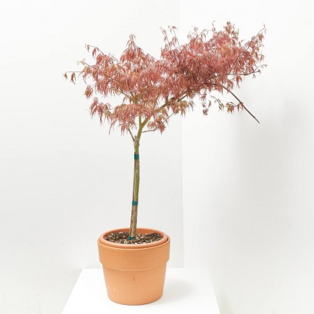 ACER PALMATUM CRIMSON PRINCESS LV 9 MINI COPA