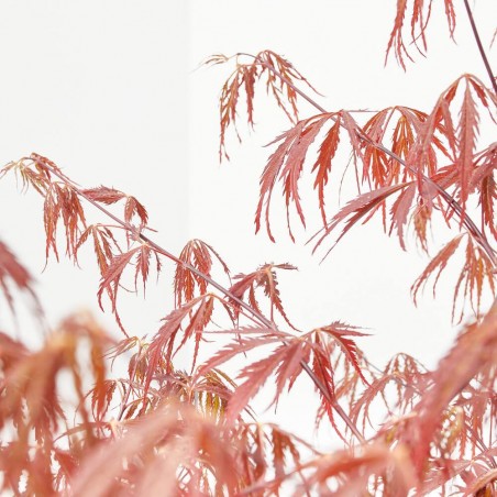 ACER PALMATUM CRIMSON PRINCESS LV 9 MINI COPA