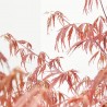 ACER PALMATUM CRIMSON PRINCESS LV 9 MINI COPA