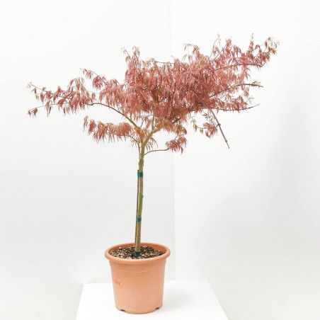 ACER PALMATUM CRIMSON PRINCESS LV 9 MINI COPA