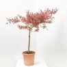 ACER PALMATUM CRIMSON PRINCESS LV 9 MINI COPA