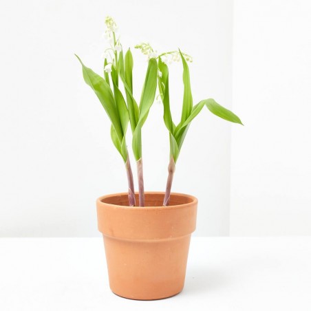 LIRIO DE LOS VALLES MACETA 11CM