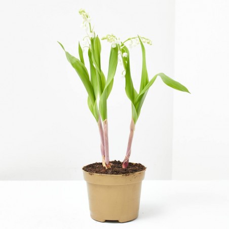 LIRIO DE LOS VALLES MACETA 11CM